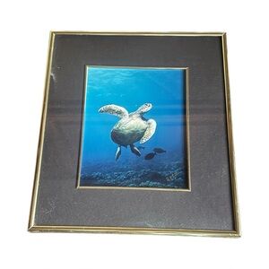 Green Sea‎ Turtle I Photograph Print By R.J. LaDouce Framed COA